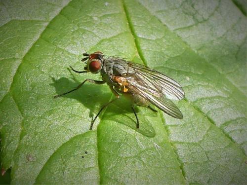 Réf. 276 756 : Botanophila fugax